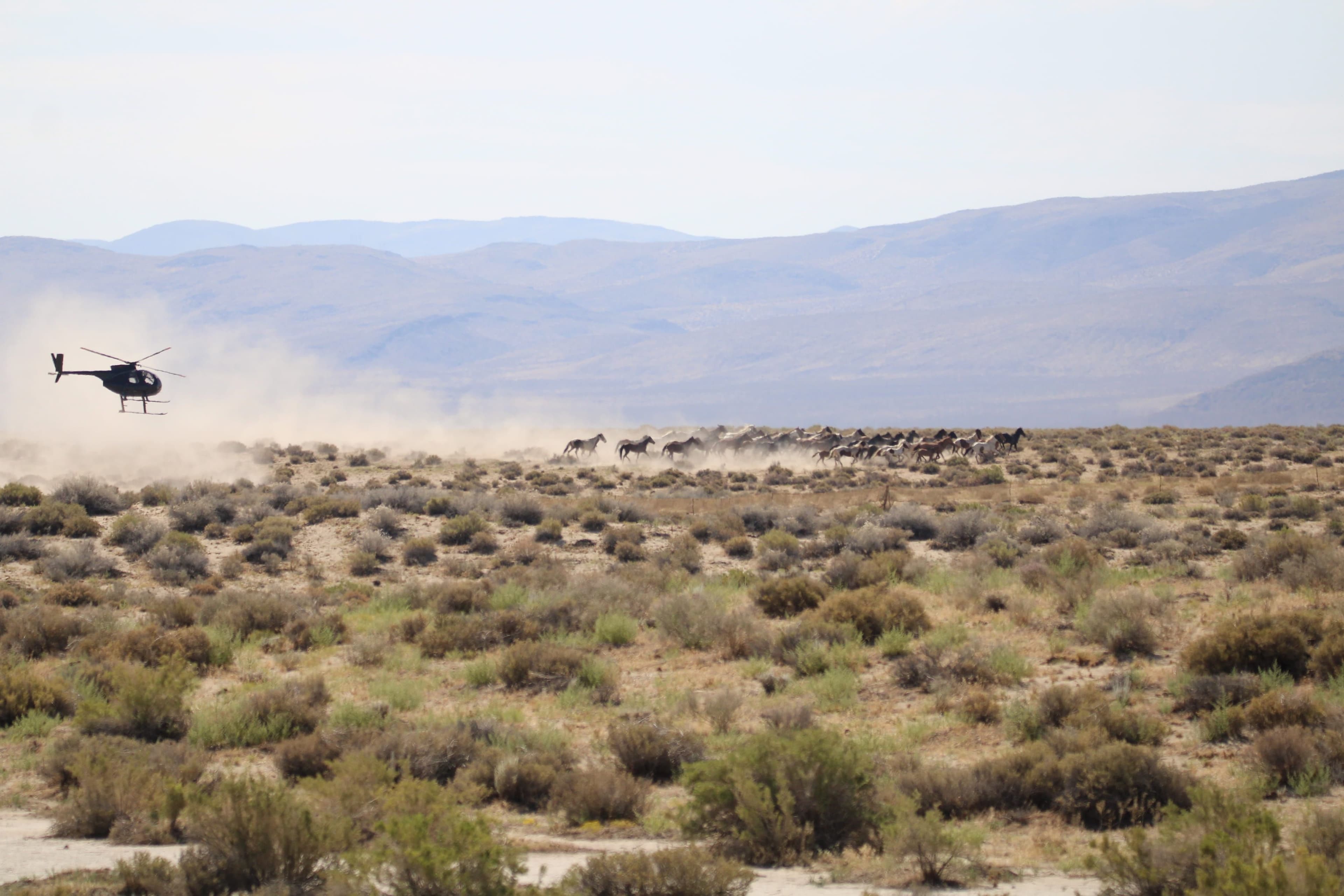 Helicopter rounding up Wild Horses