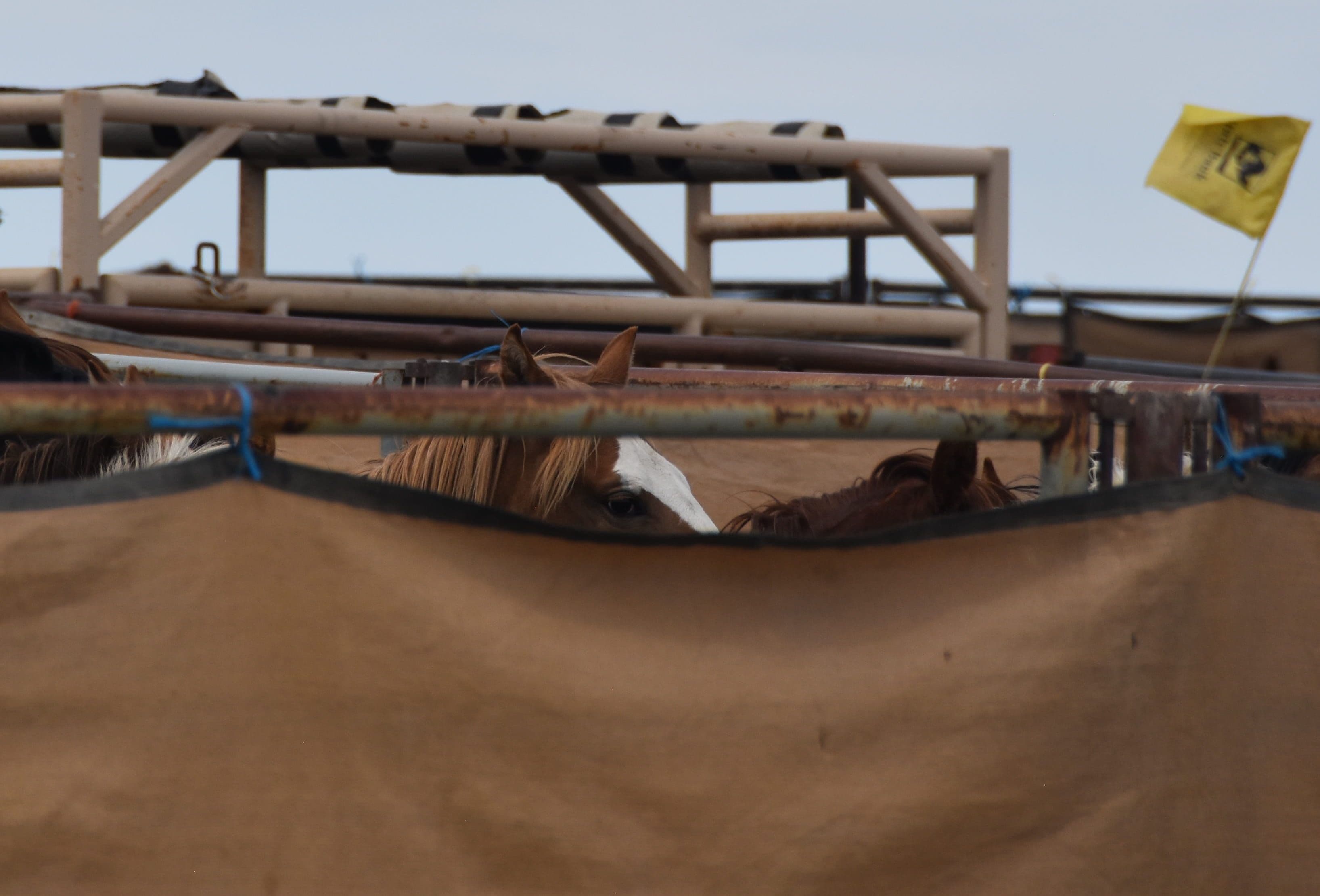 Wild Horses rounded up