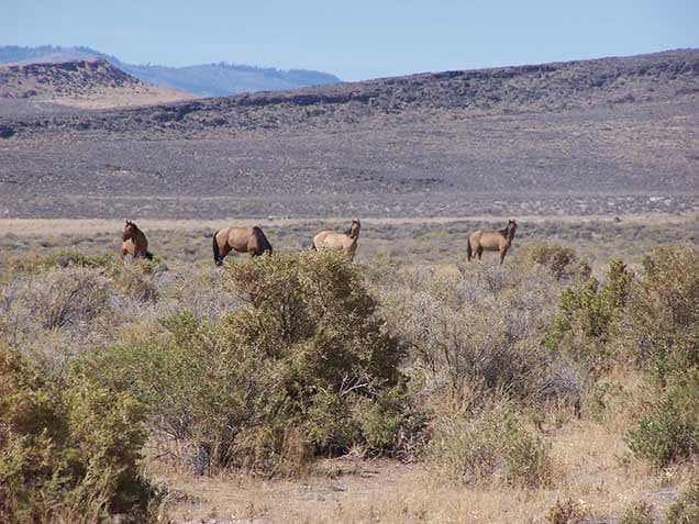 Carter Reservoir Mustangs