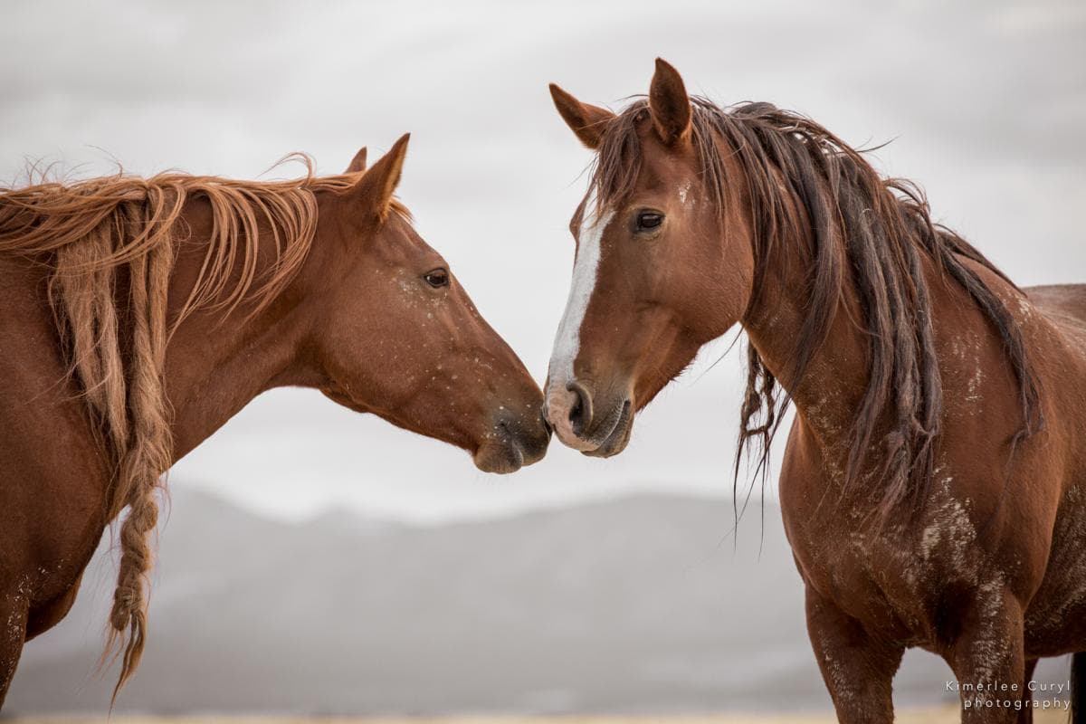 Kimerlee Horses
