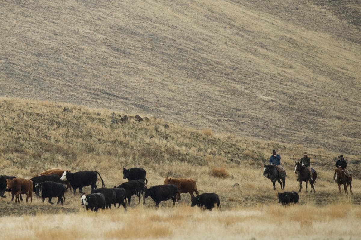 cows
