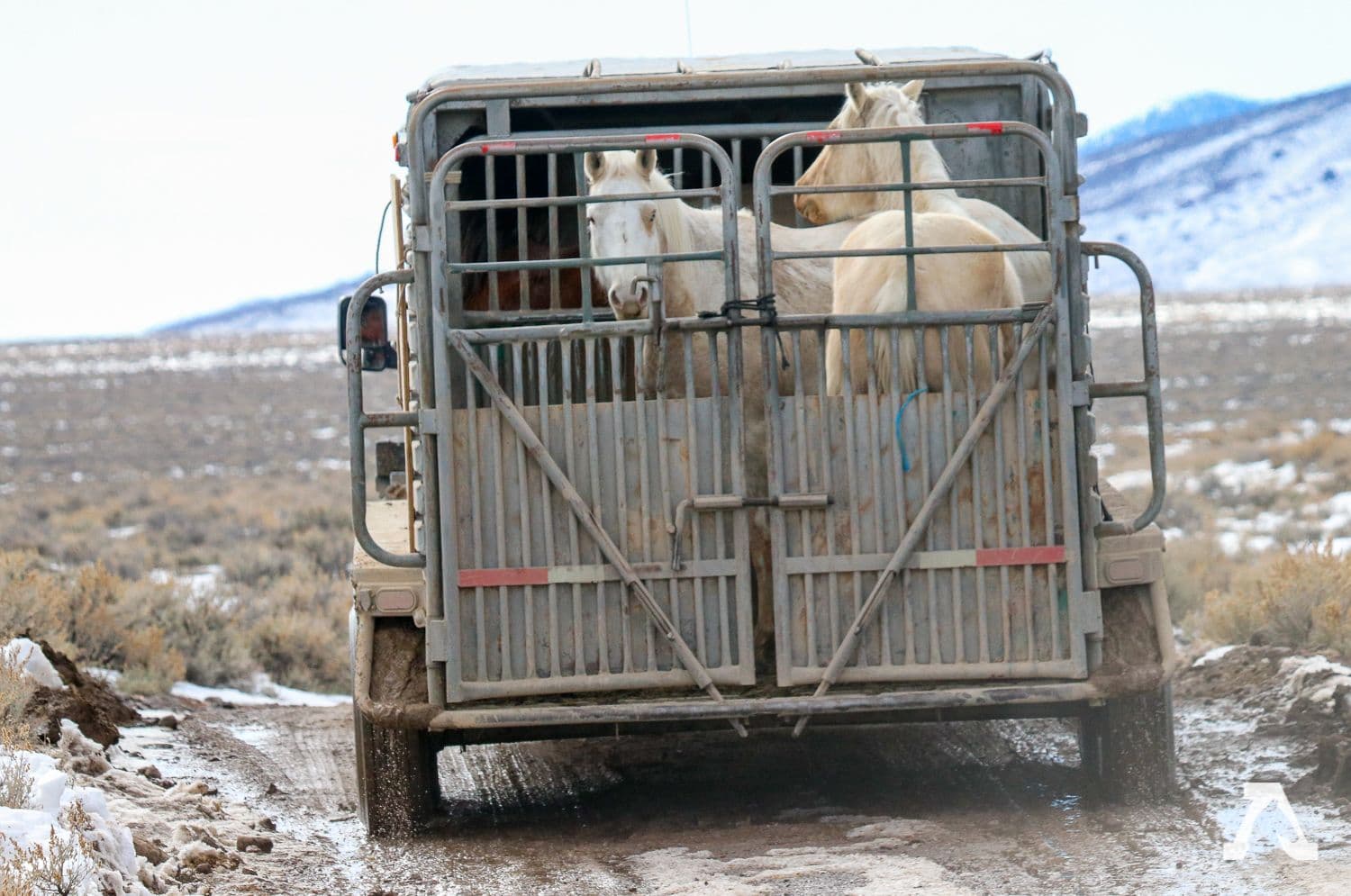 Wild horse roundups
