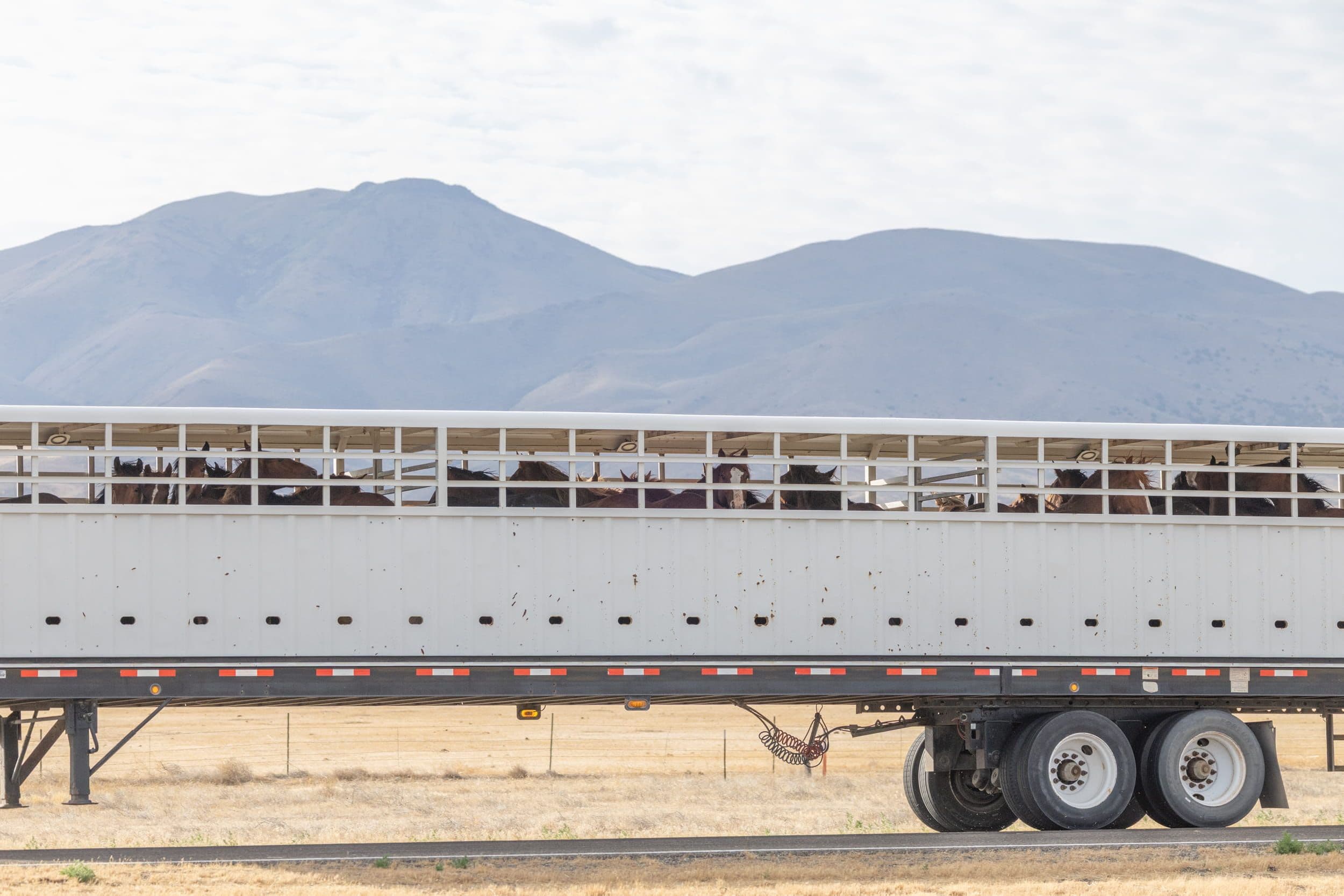 Wild Horses being transported after a roundup