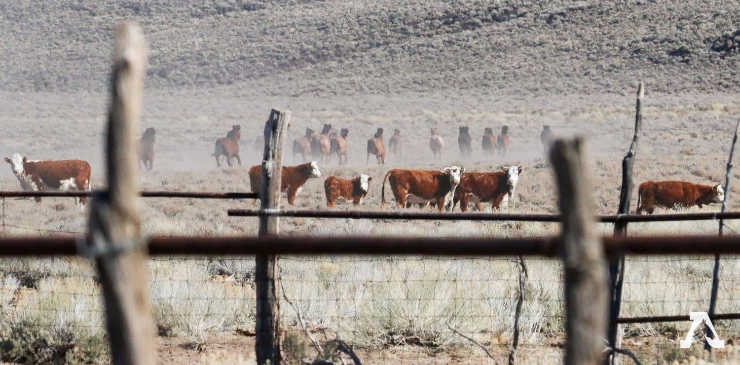 cows