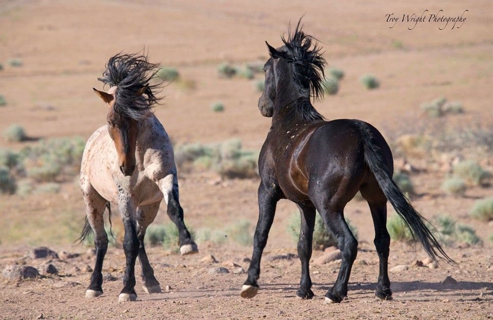 Samson and Jet