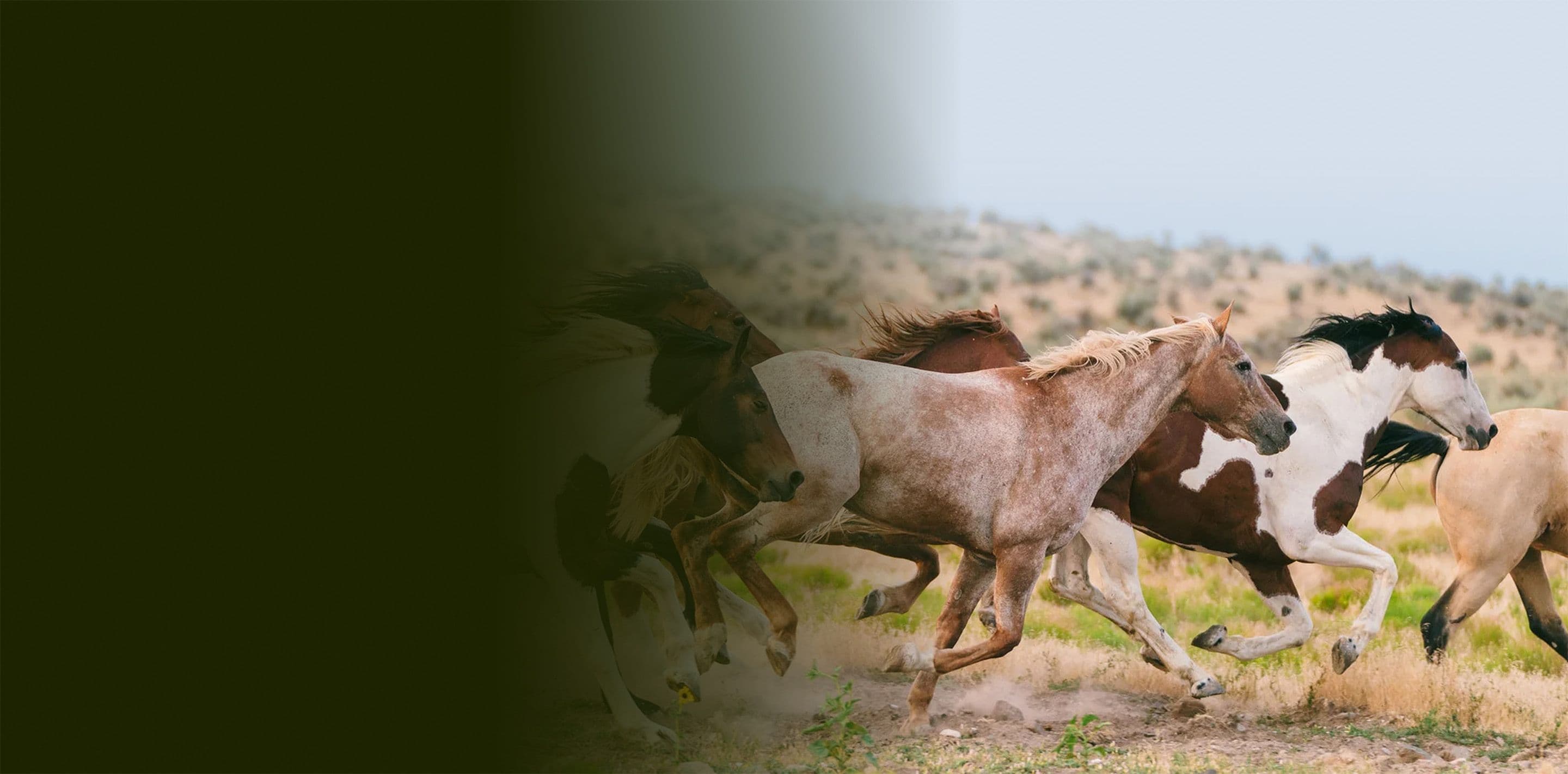 Horses running in the wilderness