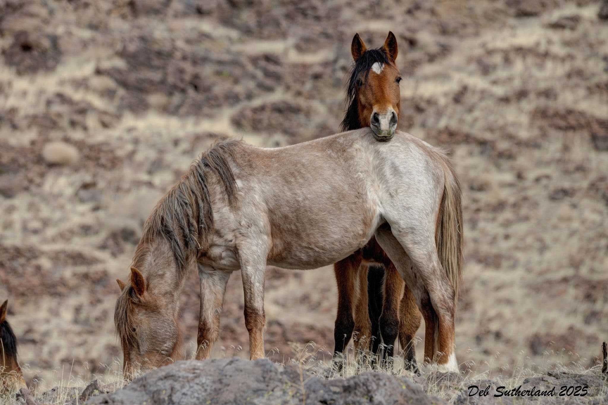 photo credit: Deb Sutherland