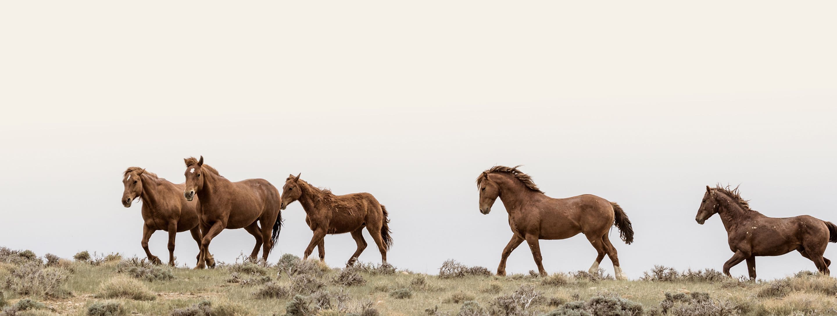 Wild Horses roaming around