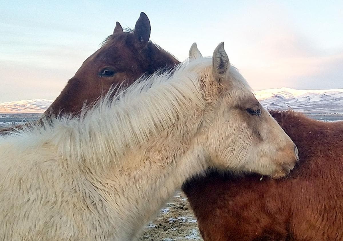 rescued foals