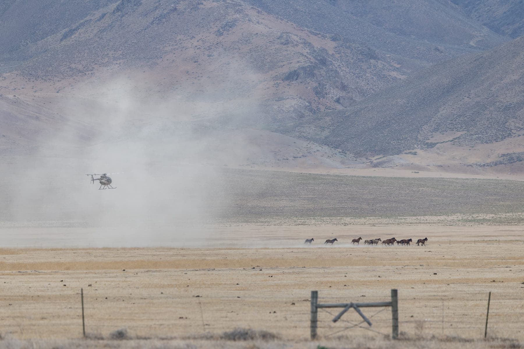 Wild Horse roundup using helicopter