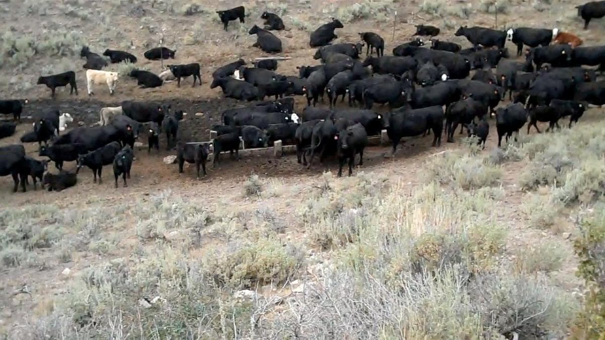 cows