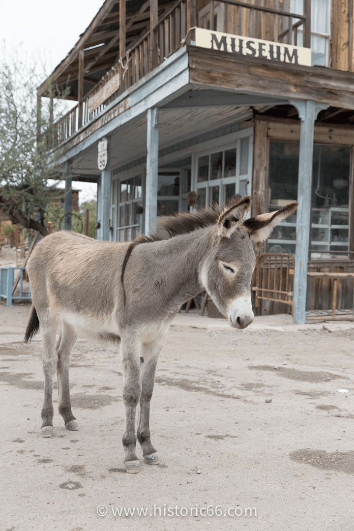 Oatman burros