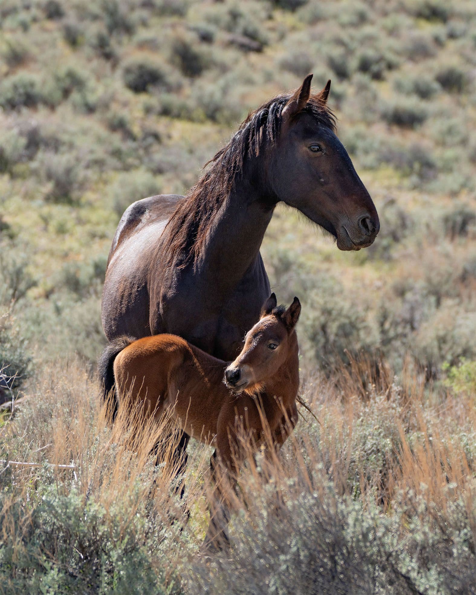 Wild horses