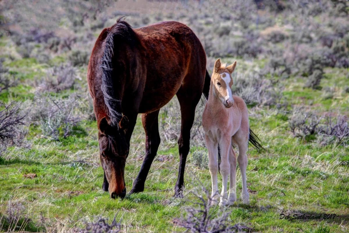 photo by deb sutherland