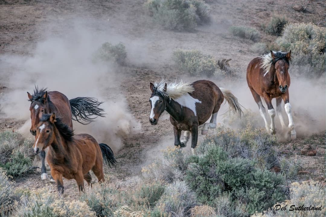 American Wild Horse Conservation completes reseeding of fire-ravaged ...