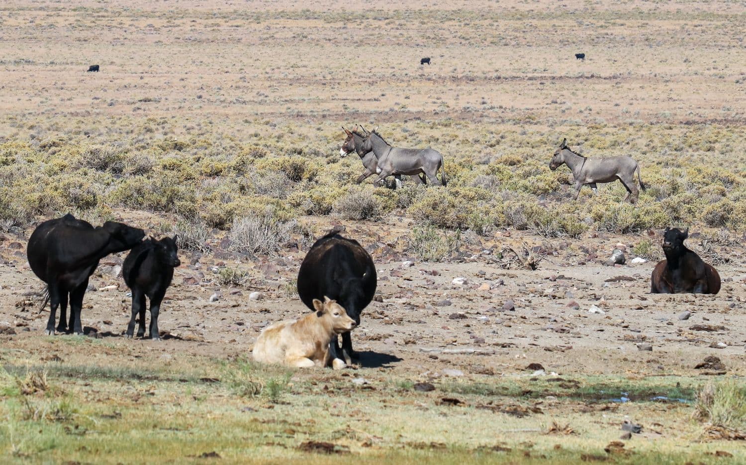Cpunch Ranch Blue Wing Complex Roundup Report: Horses and Burros
