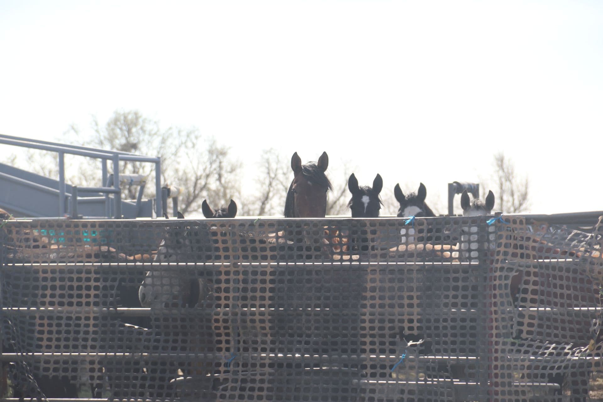 Blm Adoption Program AWHC Advocates for Reform of BLM's Adoption Incentive Program
